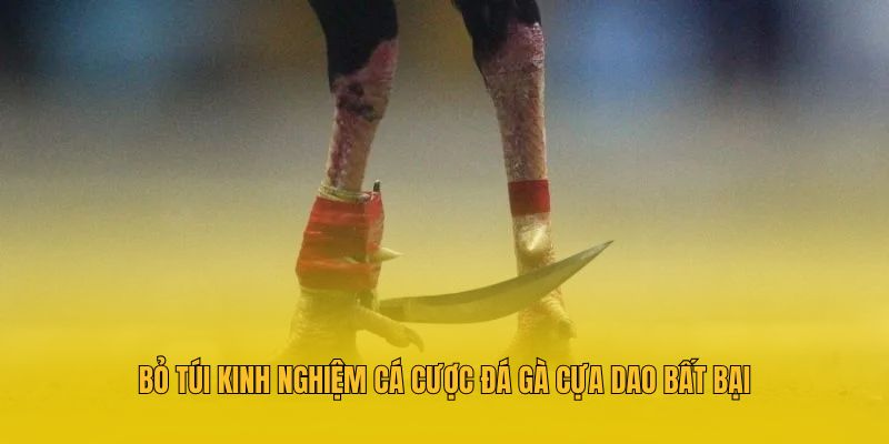 Đá Gà Cựa Dao MM88 - Mãn Nhãn Với Từng Trận Đấu Đỉnh Cao 4 Bỏ túi kinh nghiệm cá cược đá gà cựa dao bất bại