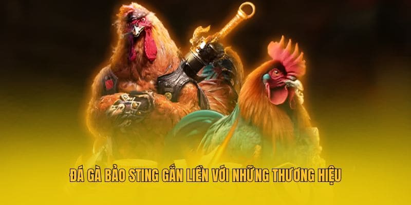 Đá Gà Bảo Sting - Tổng Hợp Thông Tin Hữu Ích Tại MM88 3 Đá gà Bảo Sting gắn liền với những thương hiệu