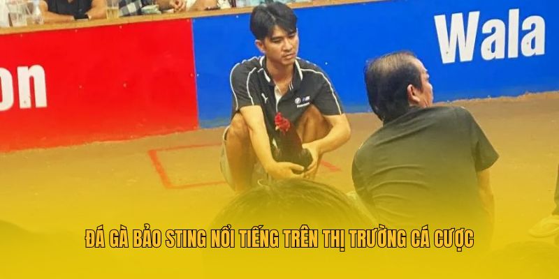 Đá Gà Bảo Sting - Tổng Hợp Thông Tin Hữu Ích Tại MM88 2 Đá gà Bảo Sting nổi tiếng trên thị trường cá cược