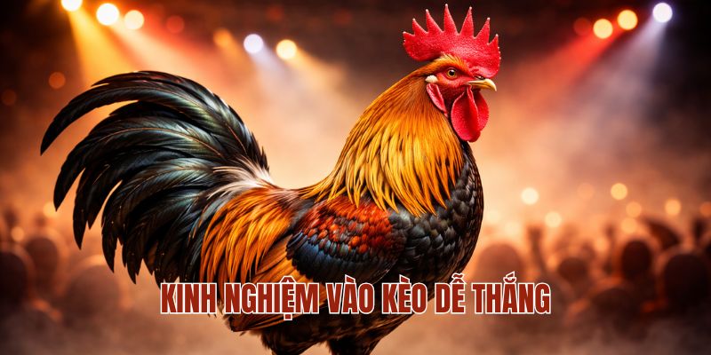 ĐÁ GÀ MM88 3 Kinh nghiệm vào kèo dễ thắng