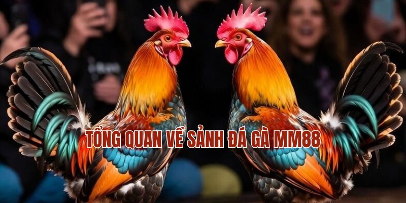 ĐÁ GÀ MM88 1 Tổng quan về sảnh đá gà MM88